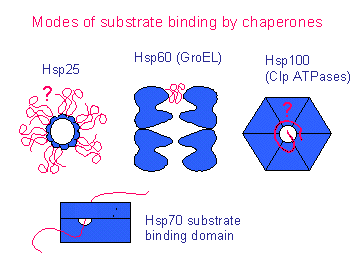 molecular chaperone systems