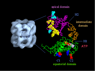 GroEL structure gif