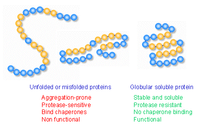 unfolded protein diagram