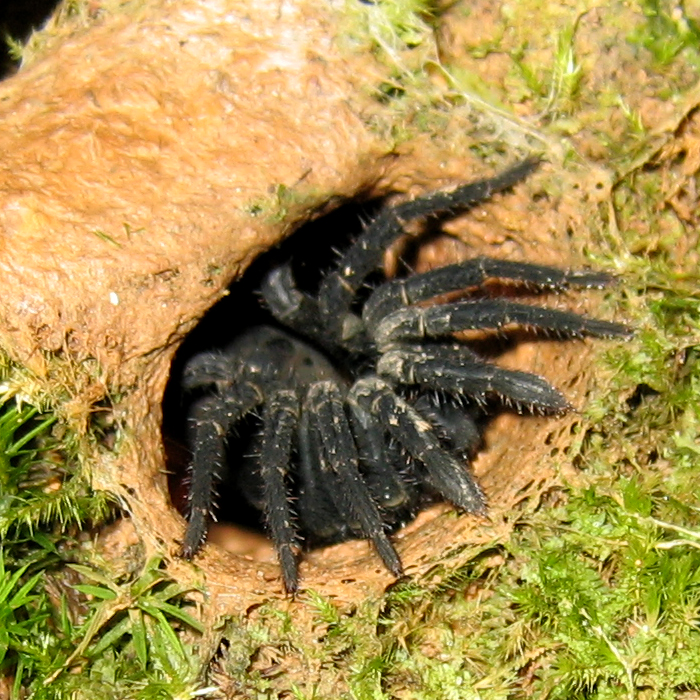 صورة لعناكب سامة و خطيرة TrapdoorSpider1