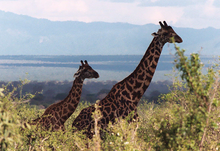 Tsavo West National Park, Kenya
